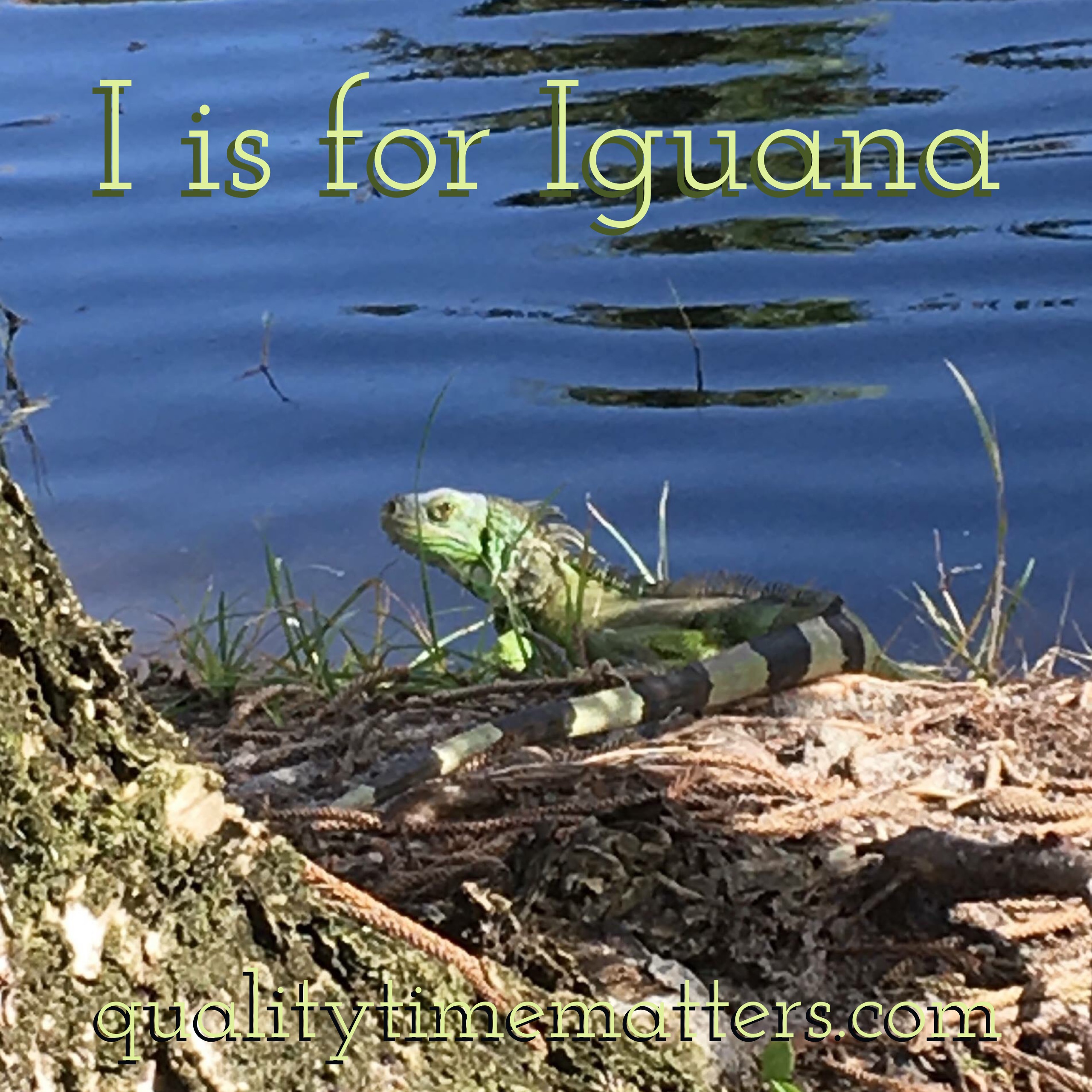 Animal Encounters: Iguana