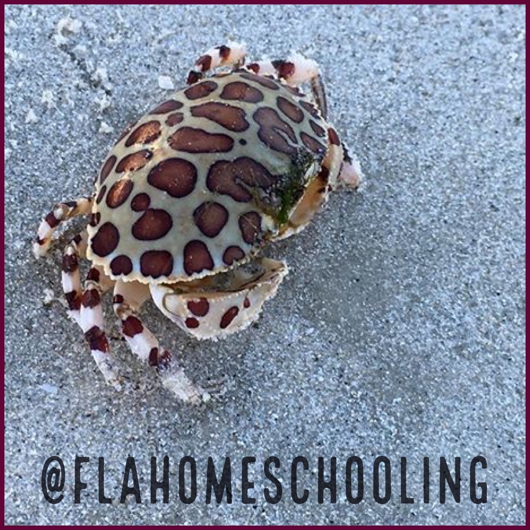Animal Encounters: Calico Box Crab