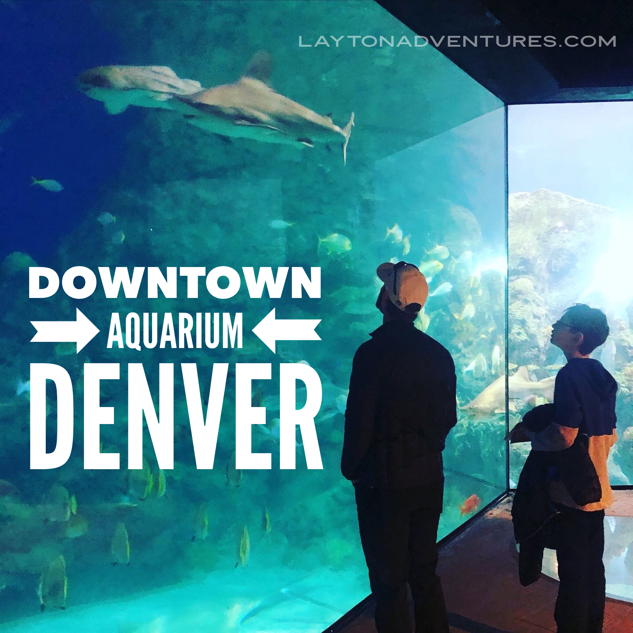 The Complete Guide to the Denver Aquarium